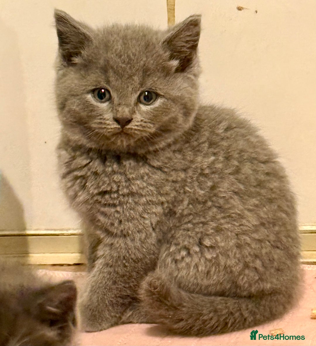 British Shorthair cats for sale: Beautiful 1/2 British Shorthair - Advert 8