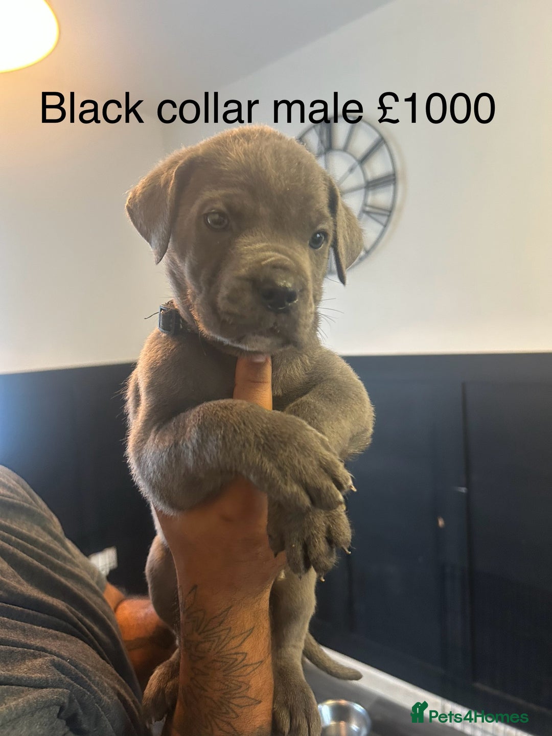 Cane Corso dogs for sale: Cane Corso Puppies  - Advert 1