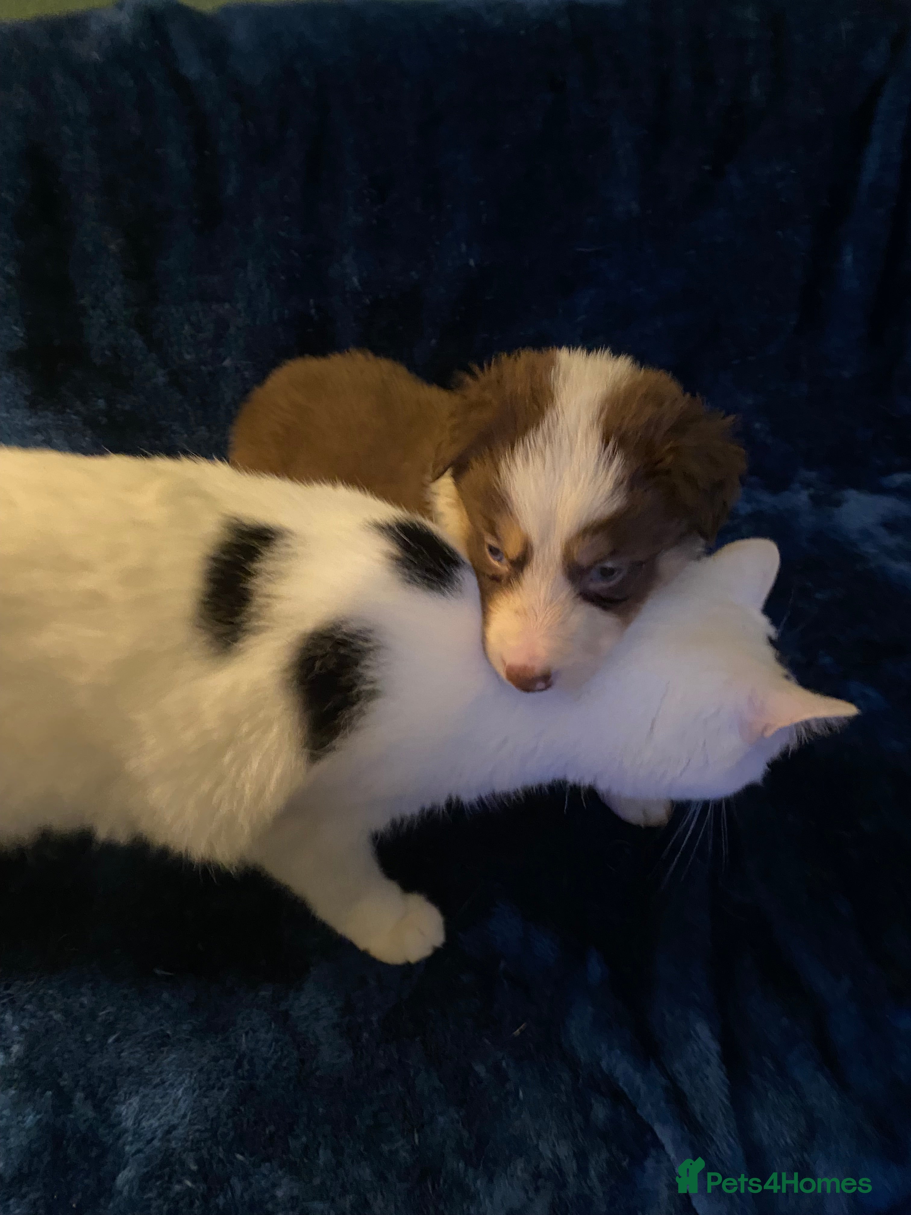 Border Collie dogs Red, White & Gold Border Collie Pups - Advert 10