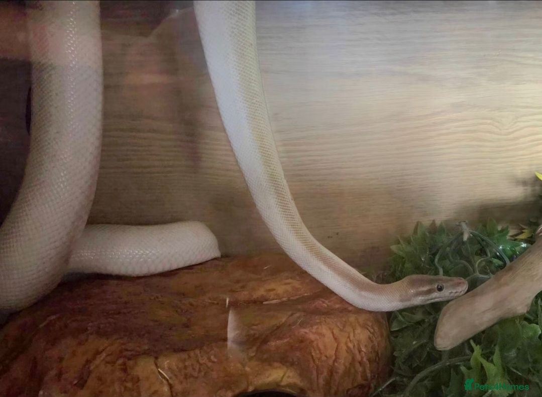 Python Snake reptiles 2 ball pythons - Advert 3
