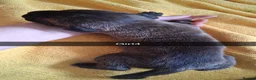 Mixed Breed dogs for sale: Cane corsa cross in Bradford - Advert 10