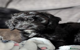 Cockapoo dogs for sale: Beautiful F1 Girl Cockapoo Puppy Available - Image 1