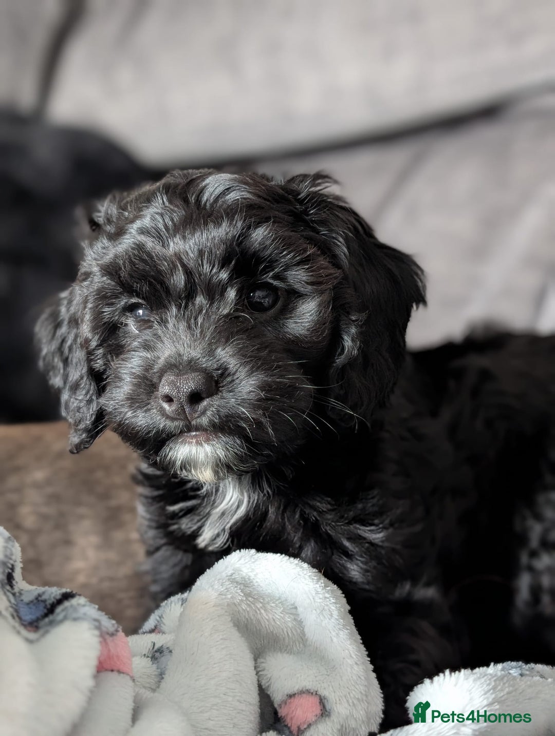 Cockapoo dogs for sale: Beautiful F1 Girl Cockapoo Puppy Available - Image 1