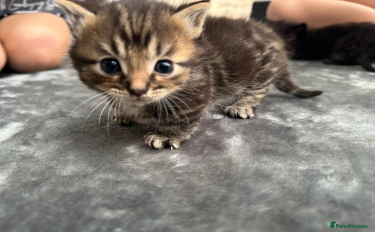 Munchkin cats - Advert 1