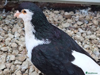 Conures birds - Advert 1