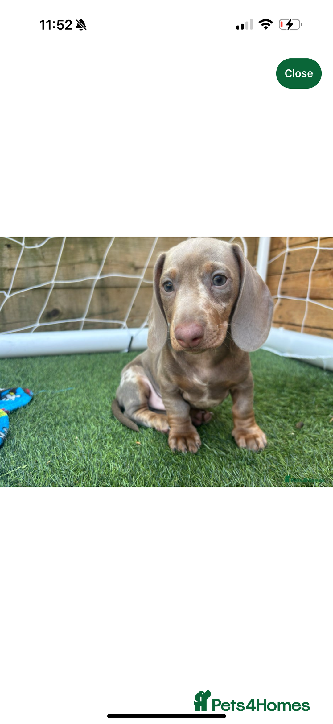Miniature Dachshund dogs for sale: Miniature dachshund - Advert 7