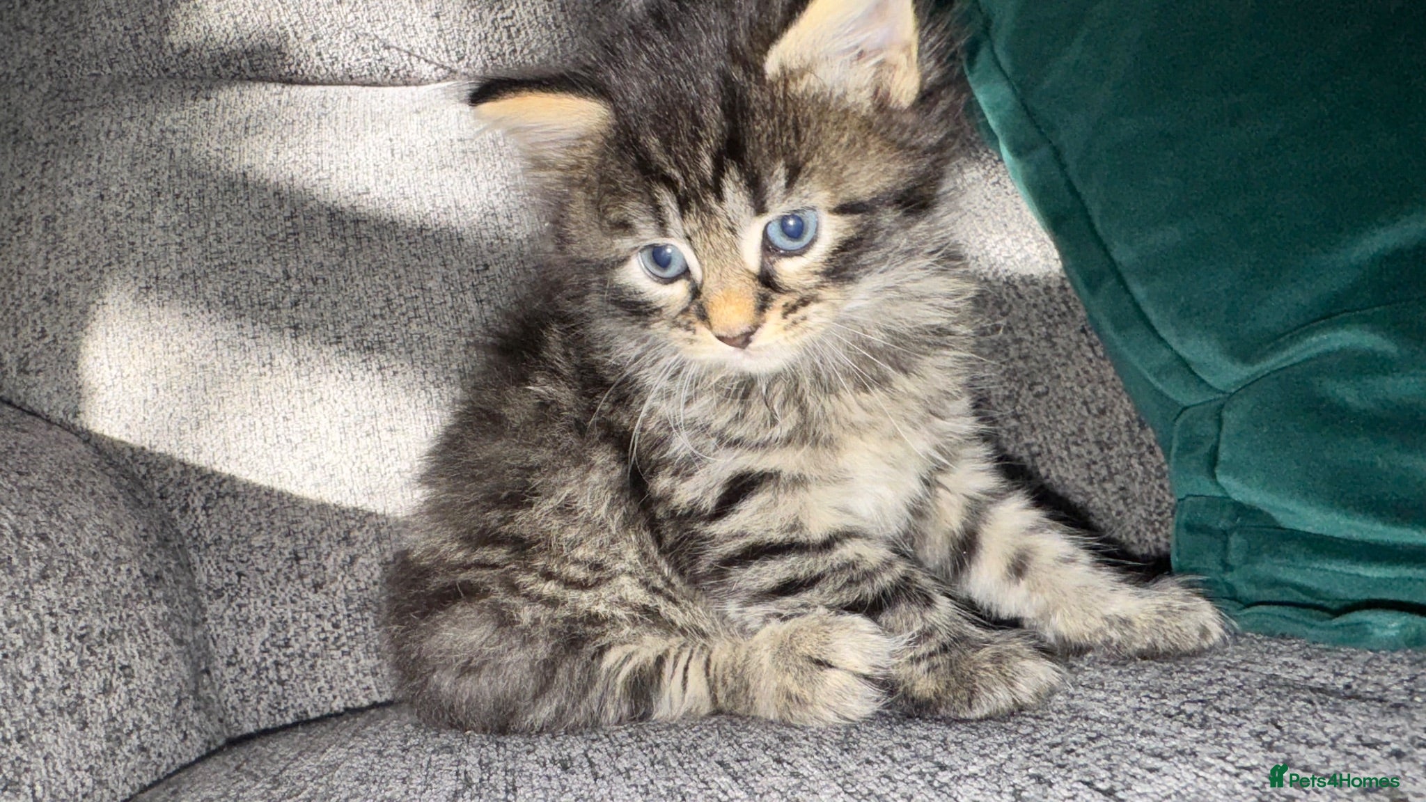 Mixed Breed cats Beautiful 🐈‍⬛ kittens x - Advert 1