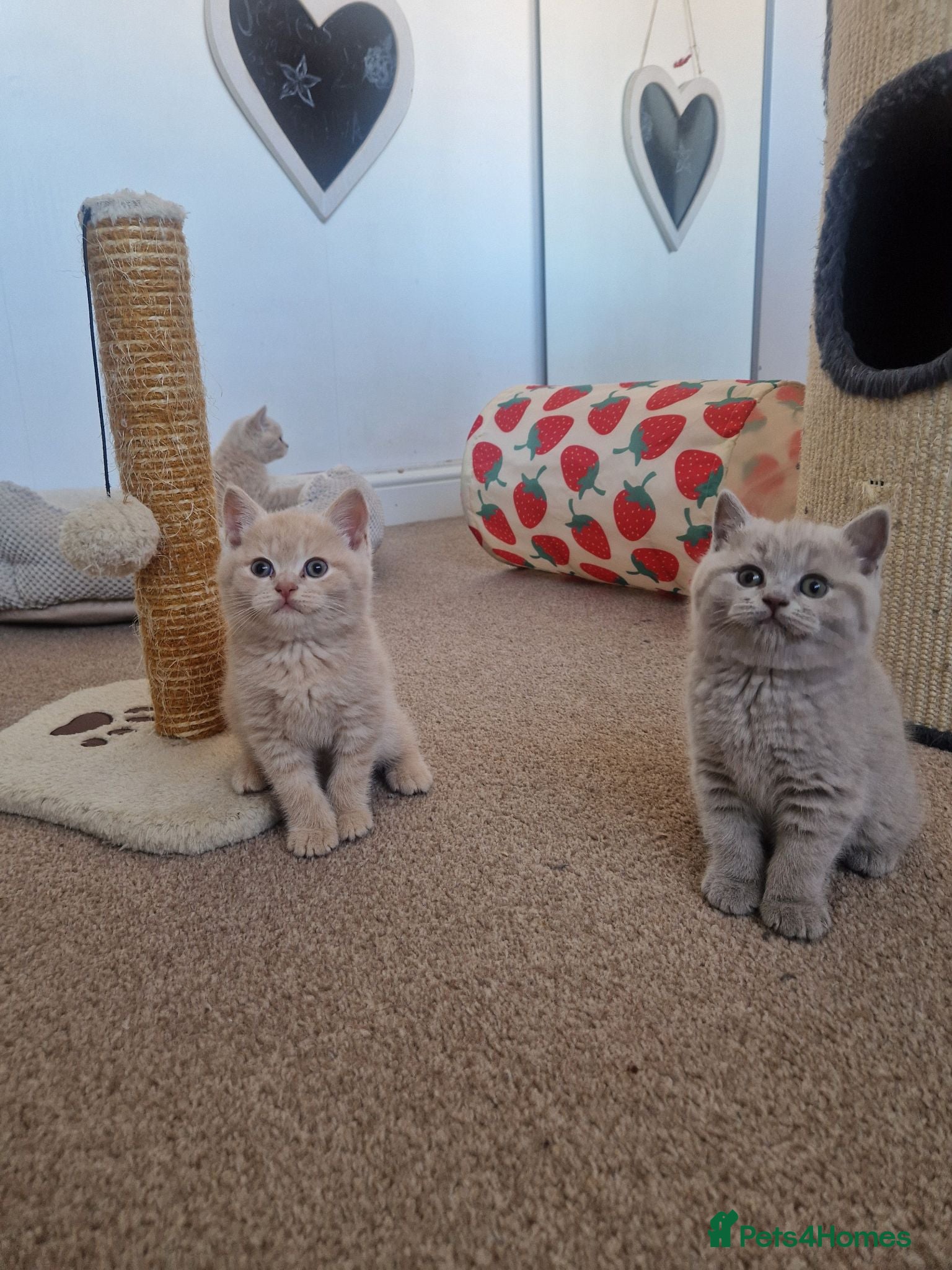 British Shorthair cats British Shorthair Kittens 😻 - Advert 15