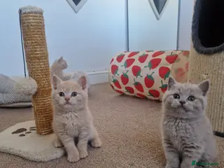 British Shorthair cats British Shorthair Kittens 😻 - Advert 2