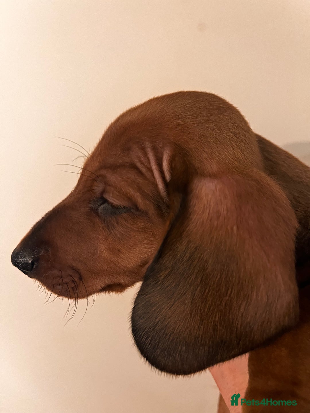 Dachshund dogs for sale: KC REG STANDARD SMOOTH HAIR DACHSHUND MALE PUPS - Advert 9