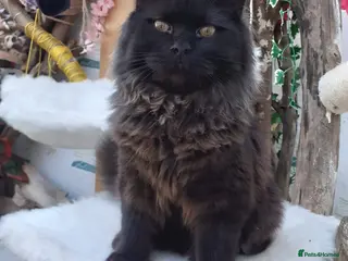 Mixed Breed cats Ragdoll x kittens - Advert 2