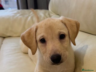 Labrador Retriever dogs Fully vaccinated Labrador retriever. - Advert 17