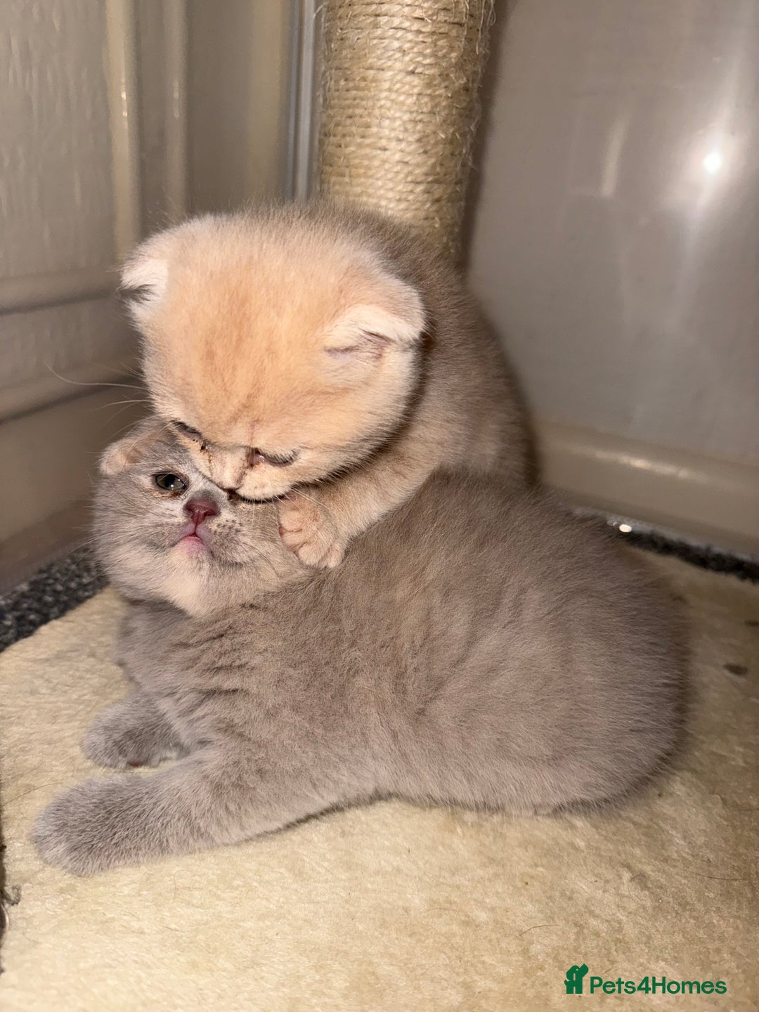 Scottish Fold cats for sale: 3 Adorable Scottish Fold Kittens🩷💙🩷 - Image 19