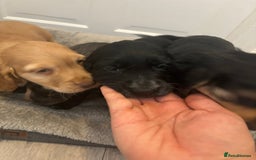 Cocker Spaniel dogs for sale: Chunky playful full Pedigree show type kc parents - Image 14