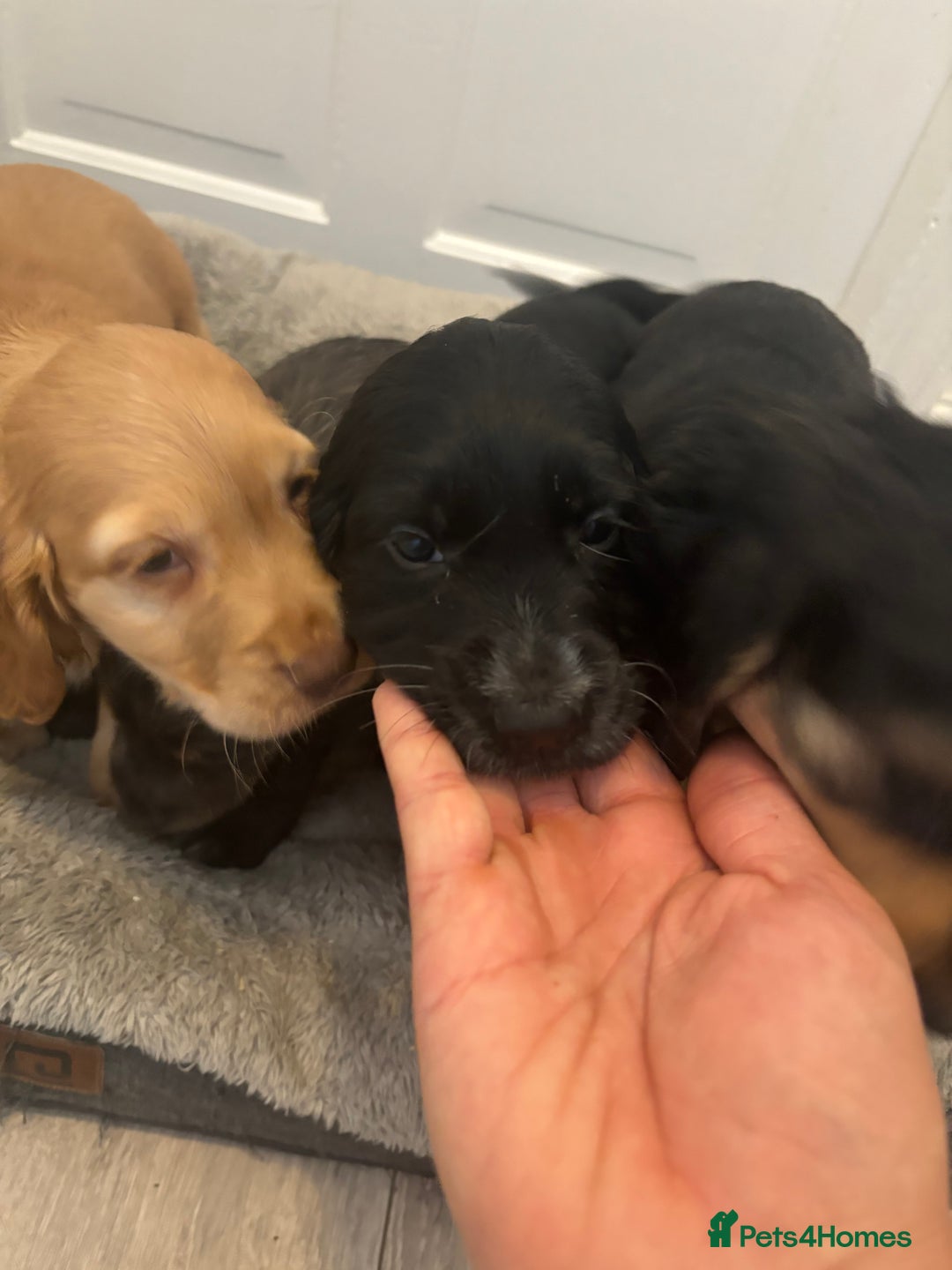 Cocker Spaniel dogs for sale: Chunky playful full Pedigree show type kc parents - Image 14