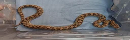 Boa Snake reptiles for sale: Argentina Rainbow Boa's Male & Females - Advert 3