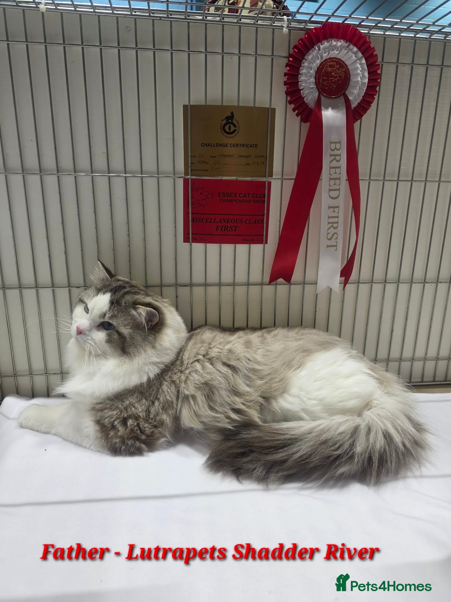 Ragdoll cats Stunning Ragdoll kittens GCCF Pet /Active  - Advert 2