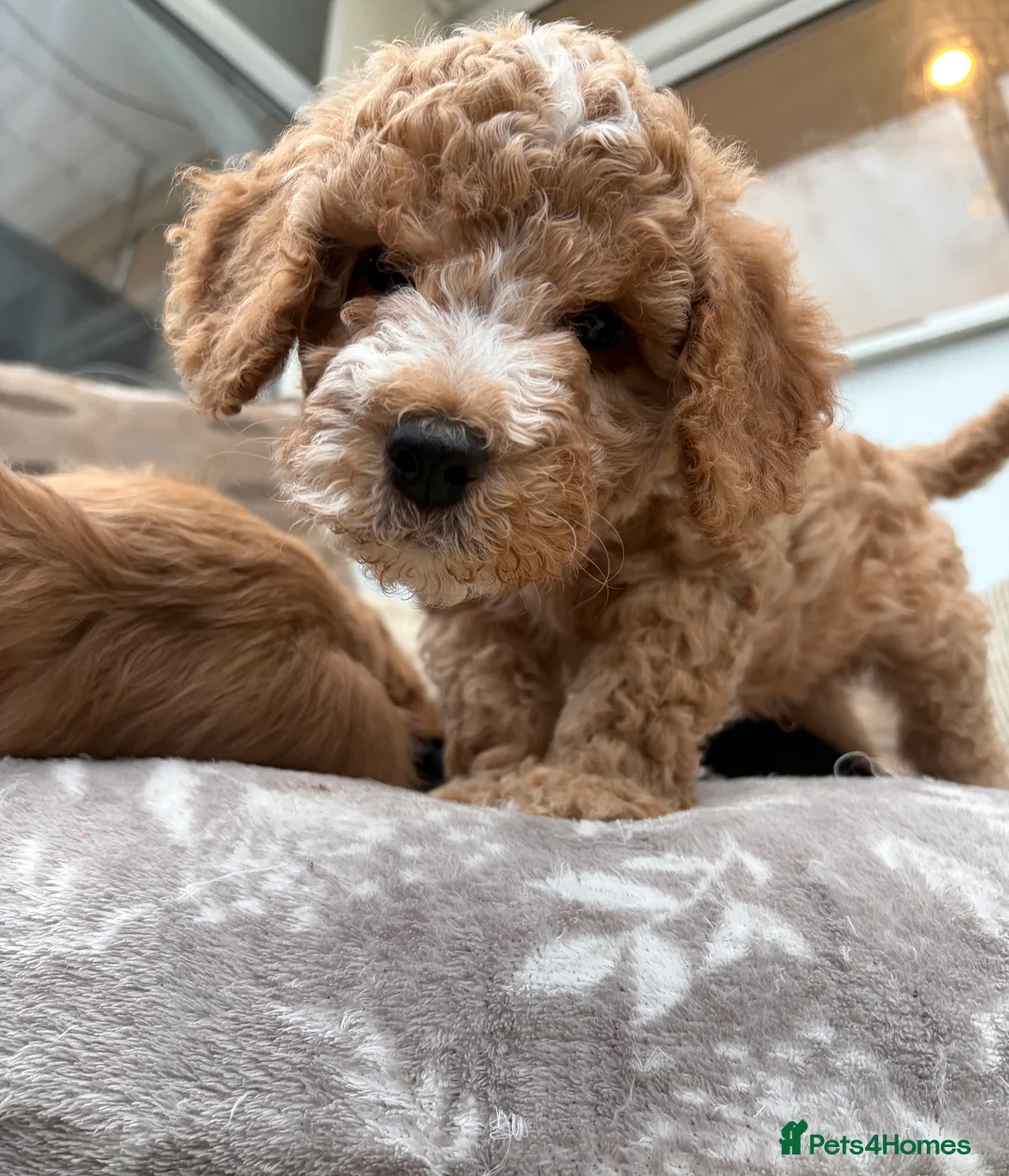 Cockapoo dogs for sale: Cockapoo puppies - Advert 10