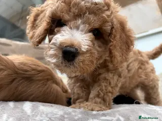 Cockapoo dogs Cockapoo puppies - Advert 7