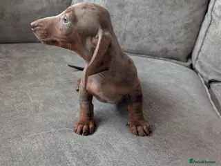 Miniature Dachshund dogs Miniature dachshund puppies - Advert 15