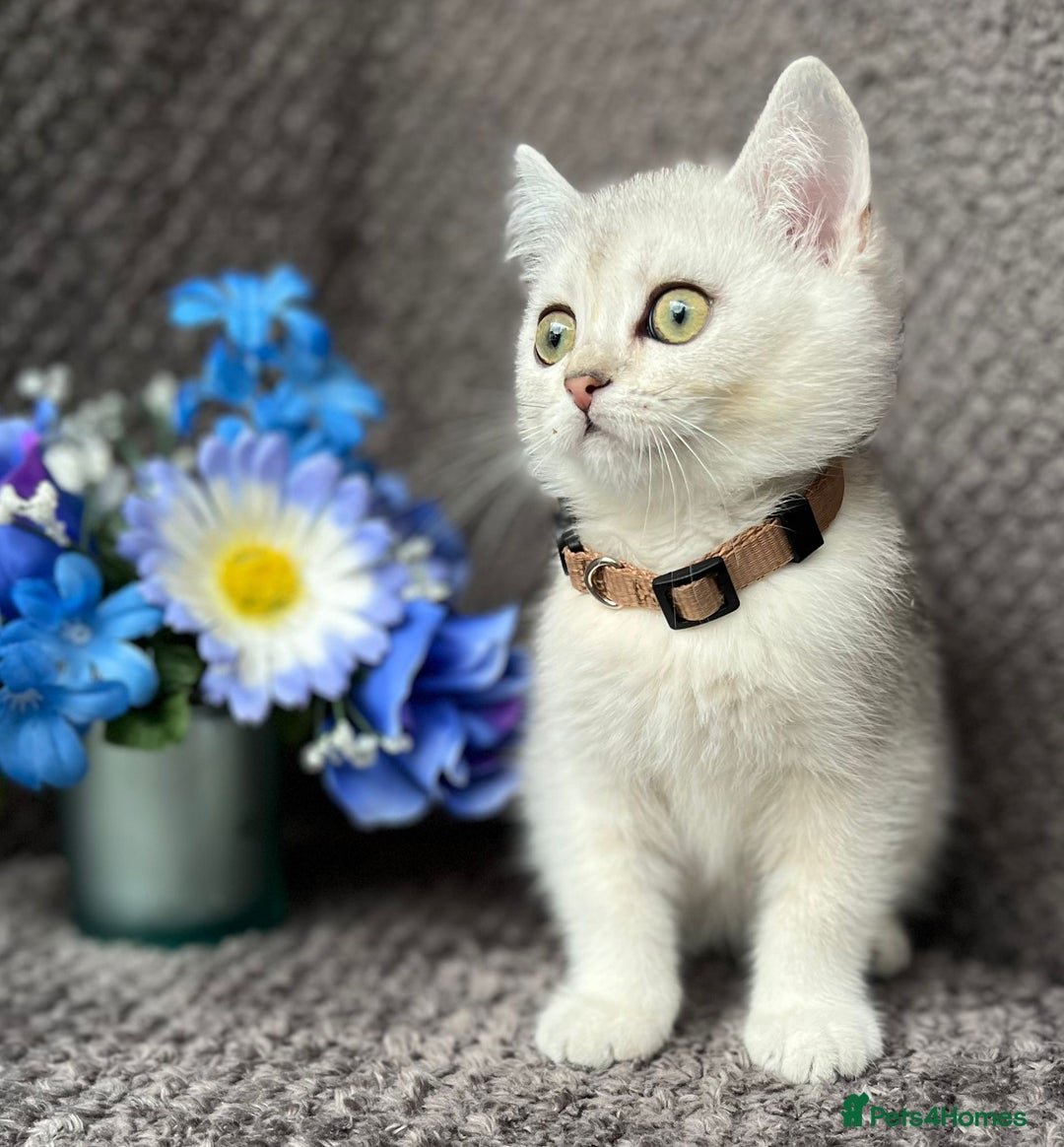 British Shorthair cats for sale: TICA registered British Shorthair kittens - Image 11