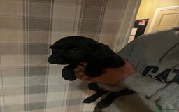 Springador dogs for sale: Adorable springador puppies - Image 3