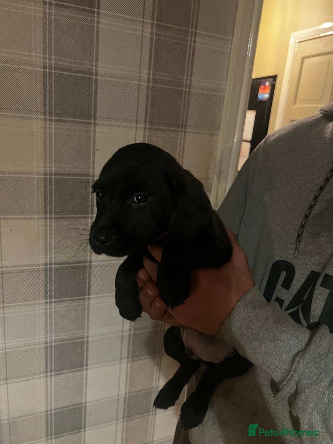 Springador dogs for sale: Adorable springador puppies - Image 3