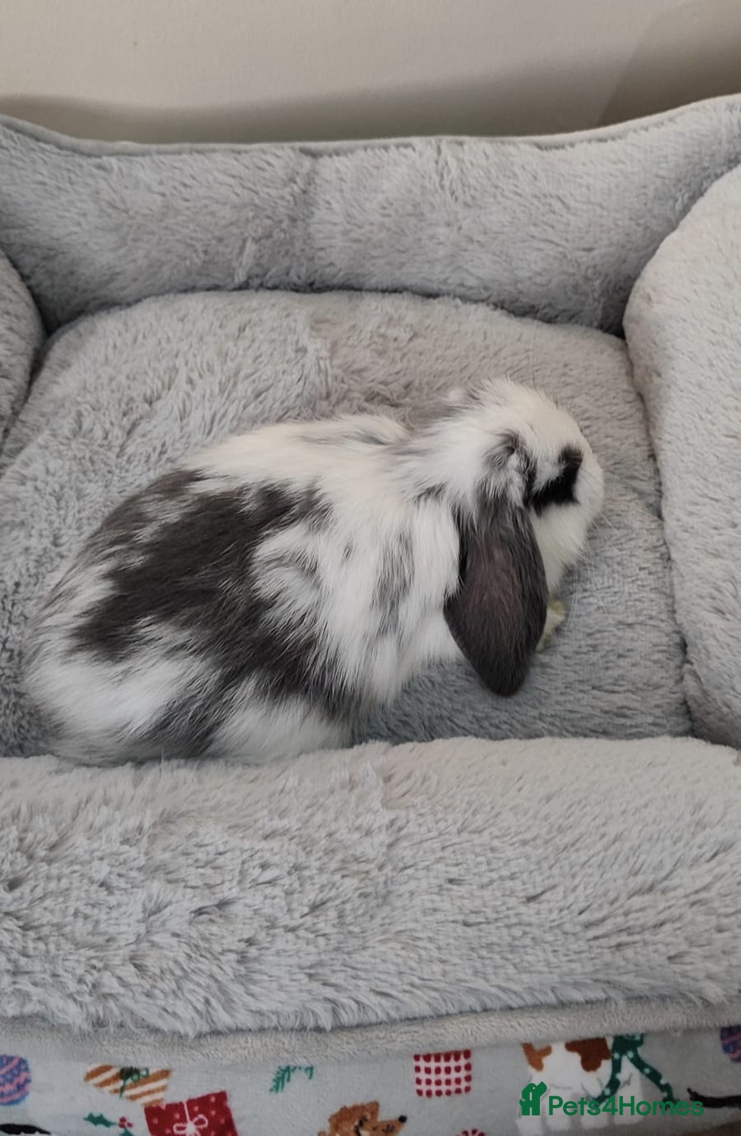 Mini Lop rabbits for sale: Beautiful mini lops - Advert 5