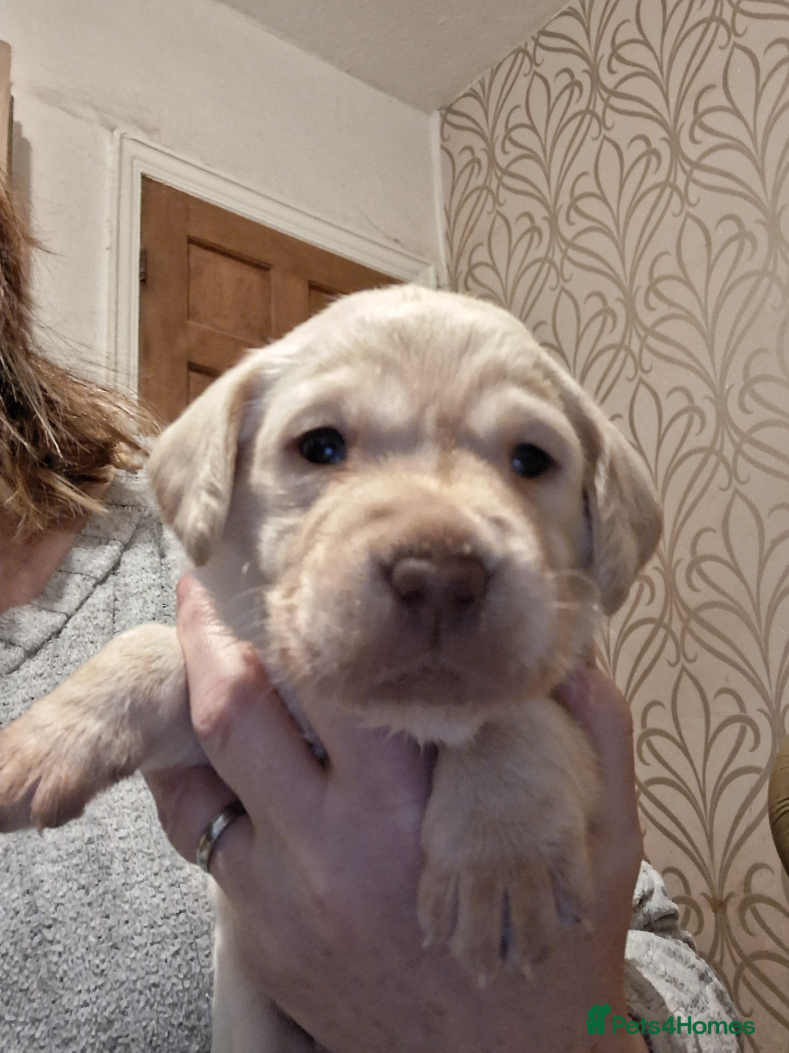 Labrador Retriever dogs **HEALTH TESTED ** last two labrador puppies - Advert 14