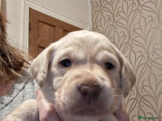 Labrador Retriever dogs **HEALTH TESTED ** last two labrador puppies - Advert 14