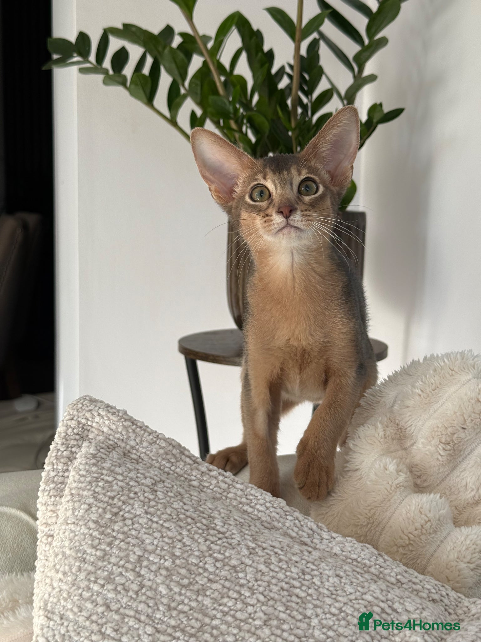 Abyssinian cats     Gorgeous kittens from champion parents 😽 - Advert 6