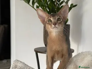 Abyssinian cats Gorgeous kittens from champion parents 😽 - Advert 6