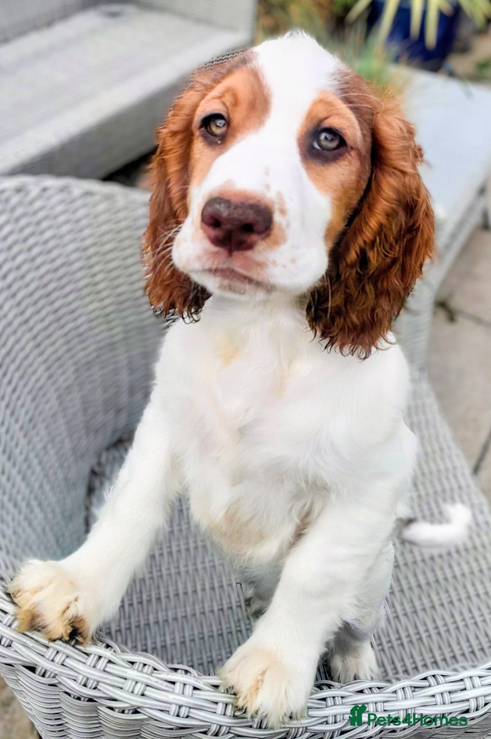 Cocker Spaniel dogs Beautiful KC Reg. Cocker Spaniels price reduced..  - Advert 2