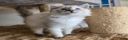 Ragdoll cats for sale: Gorgeous seal tabby male Ragdoll kittens  - Advert 21