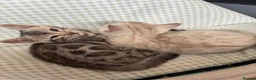 Bengal cats for sale: BEAUTIFUL BABY BENGALS FOR SALE  - Advert 29