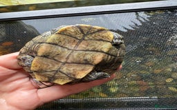 Turtle reptiles for sale: Mississippi map turtles x2 and set up - Image 8