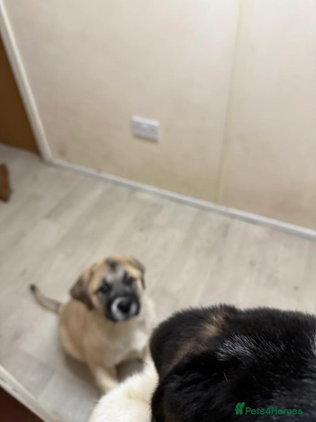 Mixed Breed dogs for sale: Alibi x Caucasian Shepherd pups - Advert 4