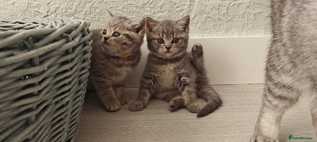 British Shorthair cats for sale: Silver tabby/blue British shorthair kittens - Image 10