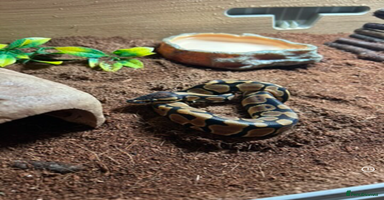 Python Snake reptiles - Advert 4