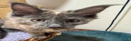 Maine Coon cats for sale: READY TO LEAVE NOW GCCF PEDIGREE MAINECOON KITTENS - Advert 25