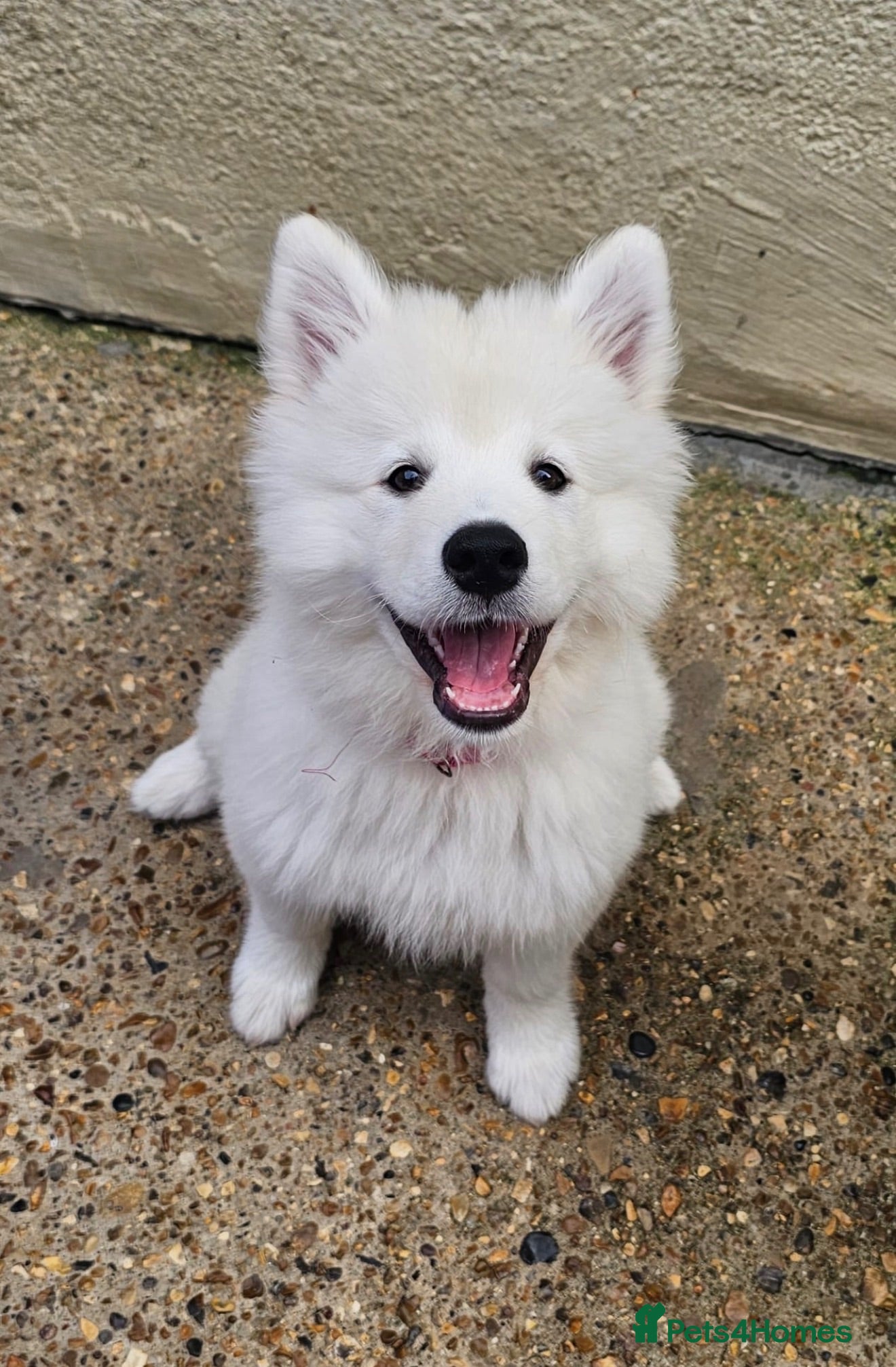 Samoyed dogs Pedigree Samoyed Girl – Loving & Well Socialised - Advert 4