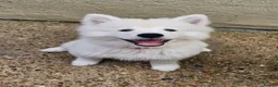 Samoyed dogs for sale: Pedigree Samoyed Girl – Loving & Well Socialised - Advert 1
