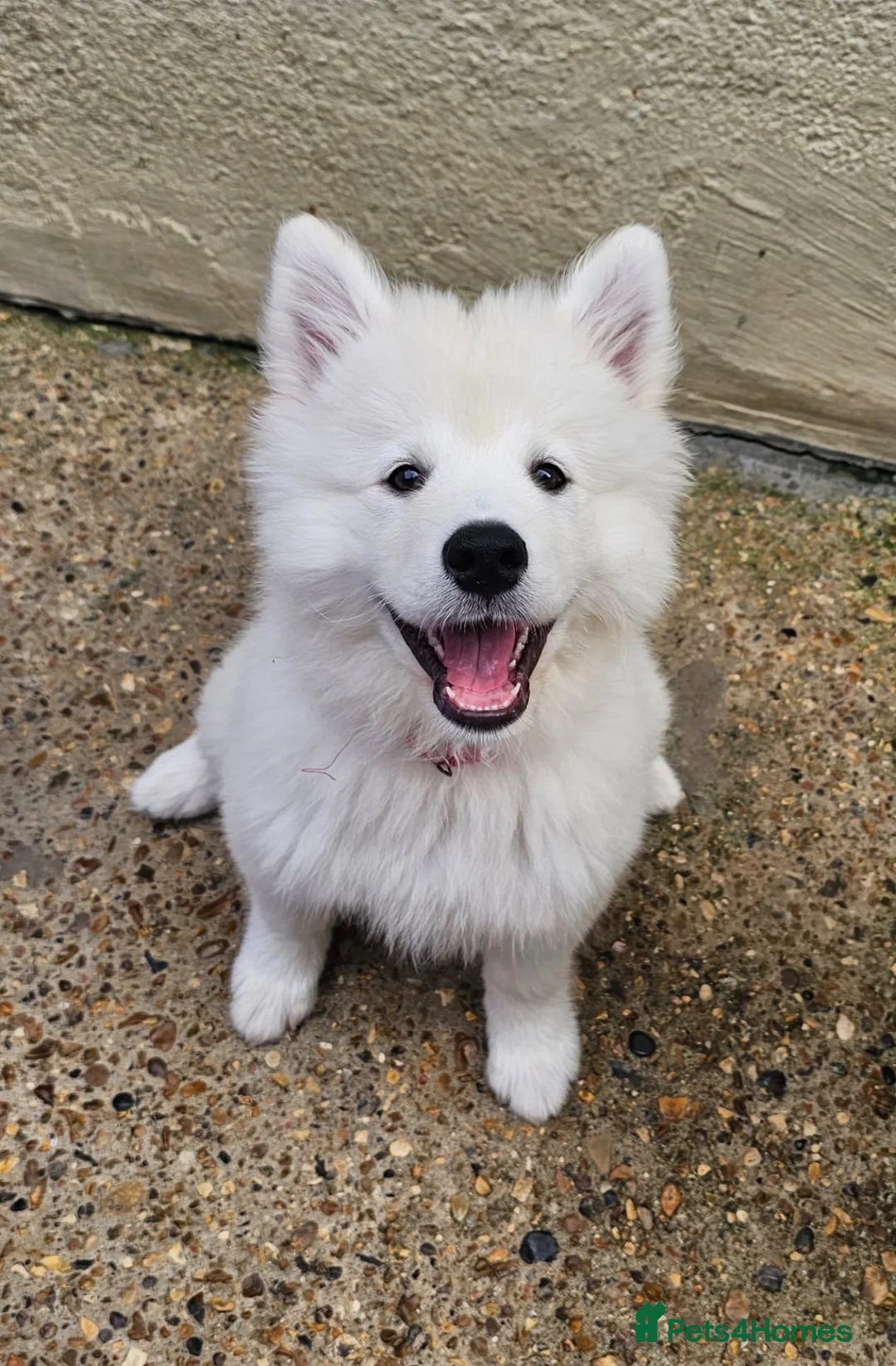 Samoyed dogs for sale: Pedigree Samoyed Girl – Loving & Well Socialised - Advert 1