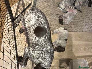 German Shorthaired Pointer dogs German shorthaired pointer - Advert 2