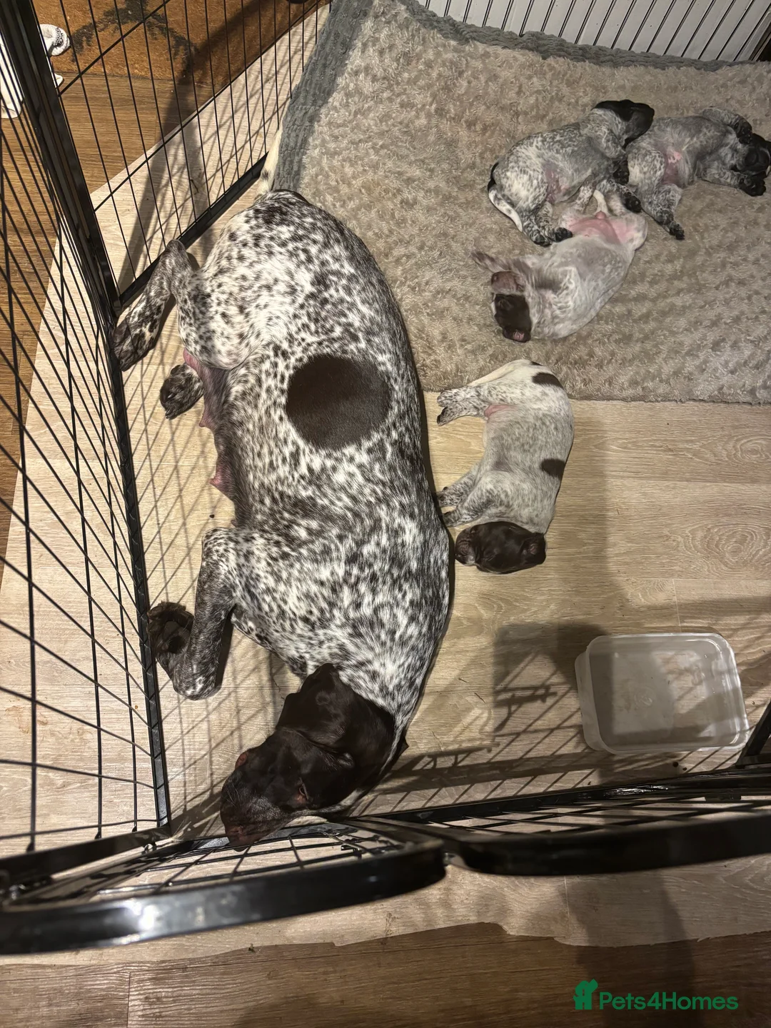 German Shorthaired Pointer dogs for sale: German shorthaired pointer - Advert 1