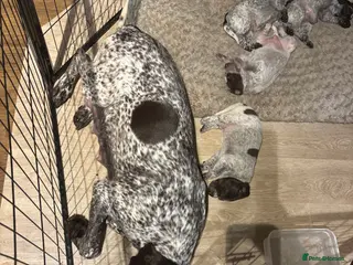 German Shorthaired Pointer dogs German shorthaired pointer - Advert 5