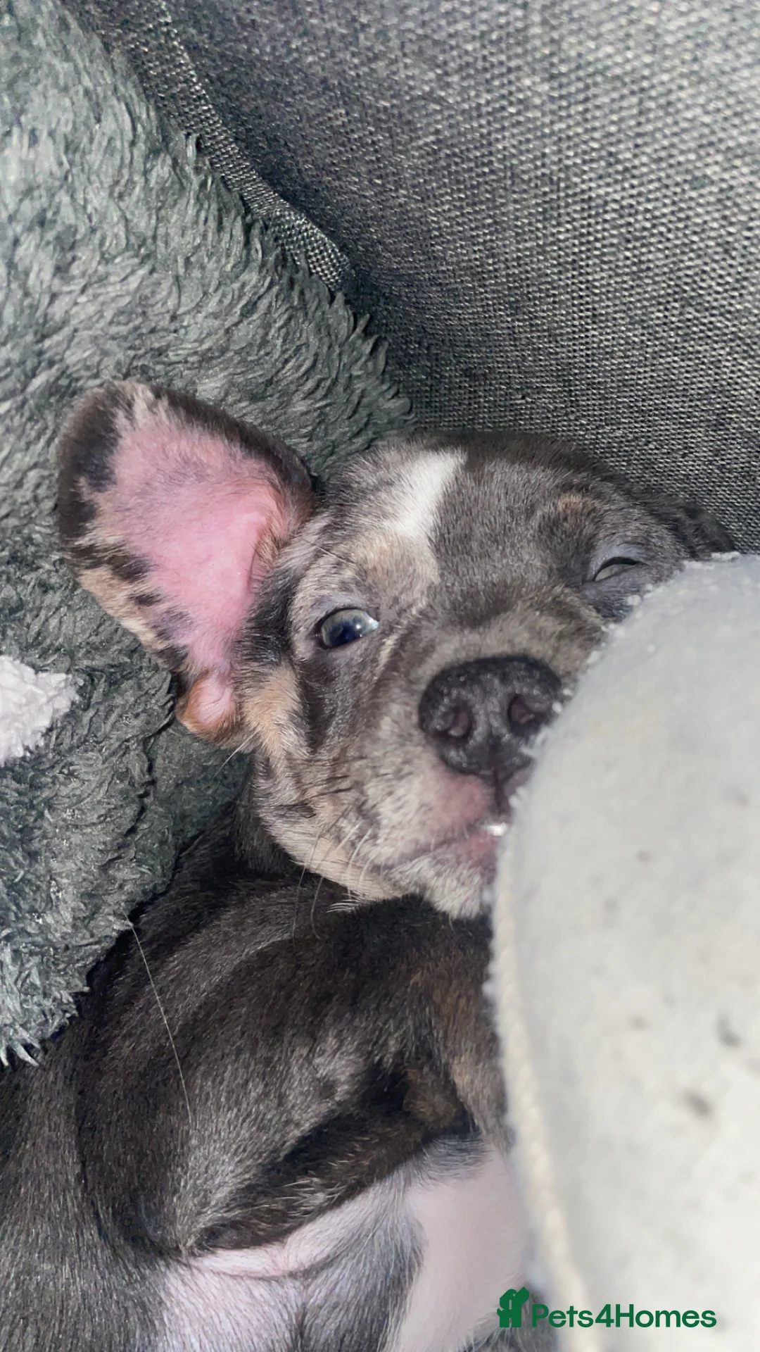 Mixed Breed dogs for sale: Frenchie/ dashund  - Advert 6