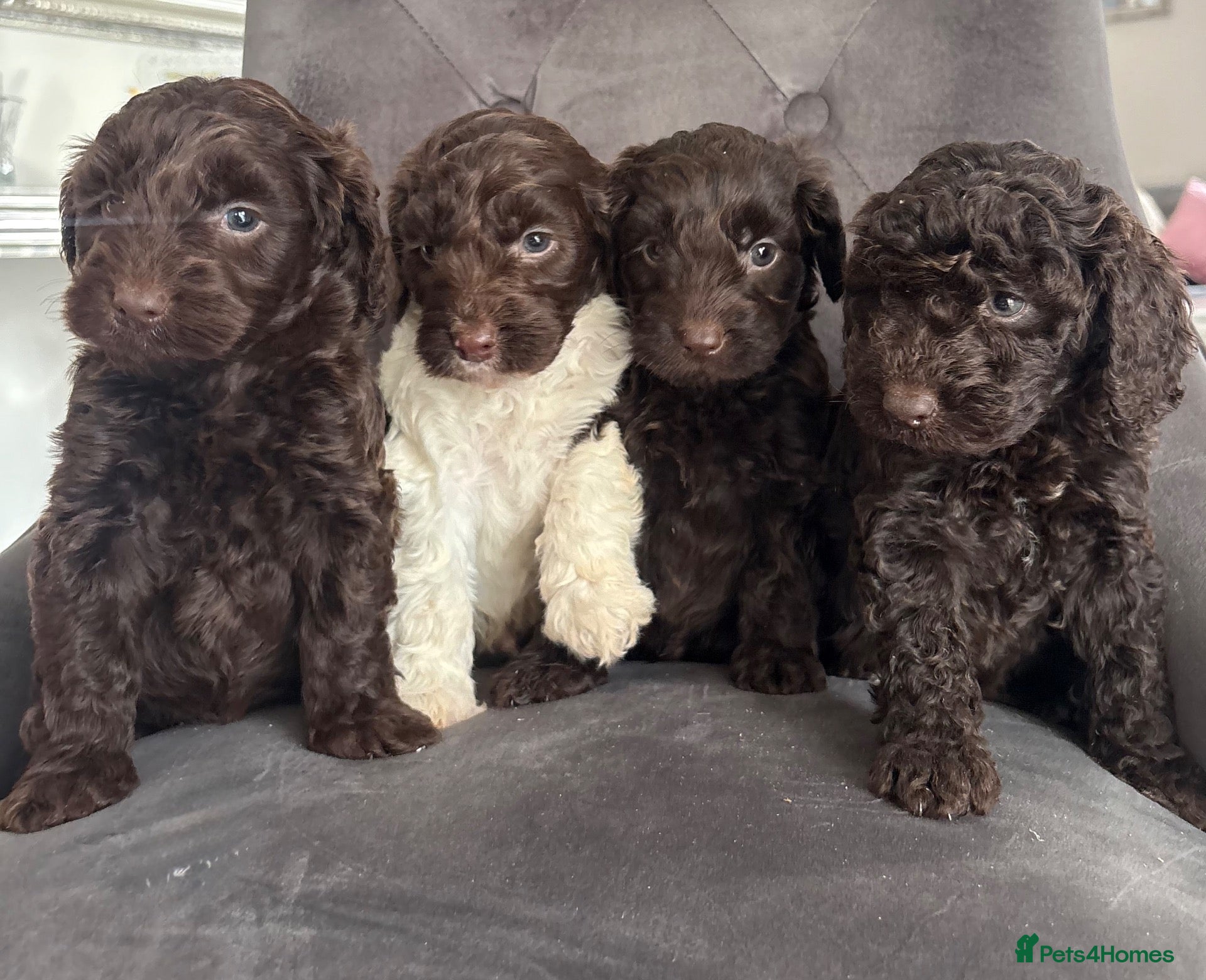 Cockapoo dogs Beautiful cockapoo puppy’s - Advert 18