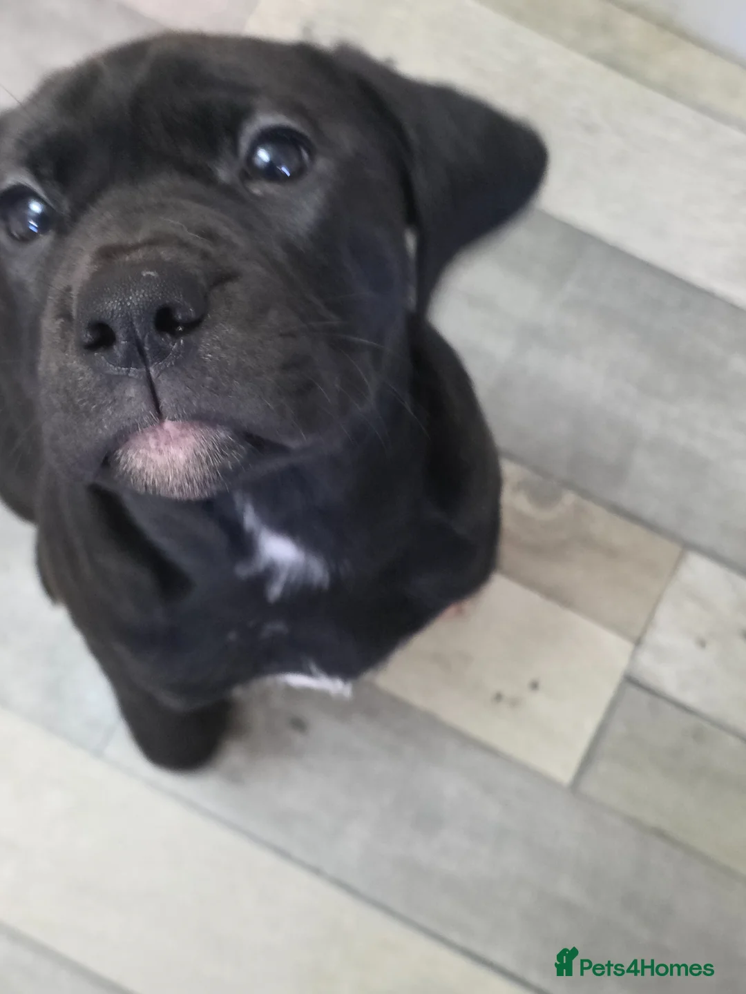 Mixed Breed dogs for sale: Bullador pups 1 boy 1 girl  - Advert 2