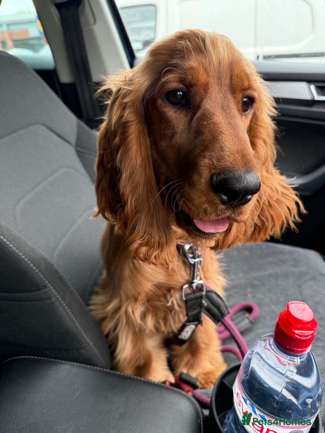 Cocker Spaniel dogs for sale: Looking for a new home  - Advert 2